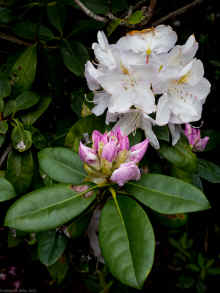 P5150073_60.jpg (446738 bytes)