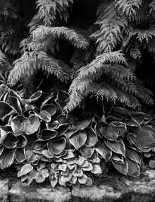 P5150103-2.JPG (12329472 bytes)