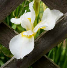 P5160121_60.jpg (316484 bytes)