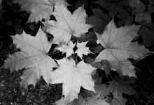 P5160157_60.jpg (418488 bytes)