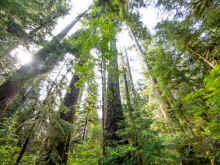 P6050566_60.jpg (1622043 bytes)