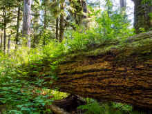 P6050577_60.jpg (1569660 bytes)