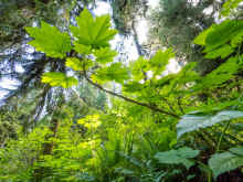 P6050583_60.jpg (1501402 bytes)