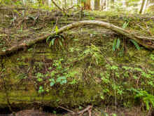 P6050649_60.jpg (1611539 bytes)