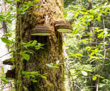 P6050668_60.jpg (1139593 bytes)