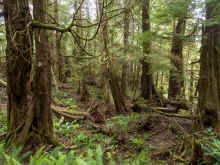 P6060675_60.jpg (1503541 bytes)