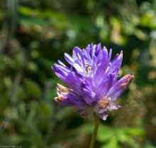 P6170845_90.jpg (141936 bytes)