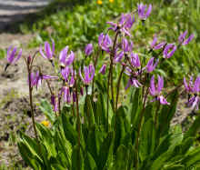 P6240916_60.jpg (525896 bytes)