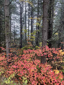 IMG_1581_90.jpg (2525599 bytes)