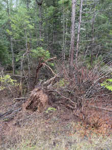 IMG_1783_80.jpg (2539354 bytes)