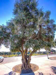 IMG_0027_90.jpg (2332289 bytes)