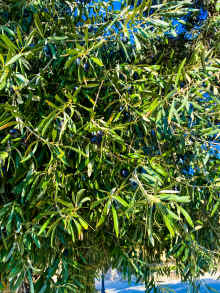 IMG_0030_90.jpg (1812137 bytes)