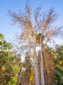 P1130307_60.jpg (1462442 bytes)