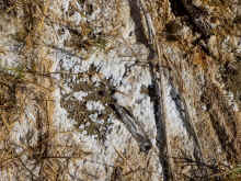 P1210370_60.jpg (1526299 bytes)