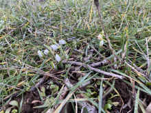 IMG_2093_90.jpg (1064084 bytes)