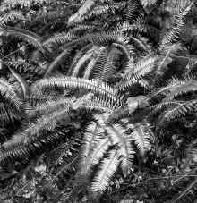 P1040795_95.jpg (2133770 bytes)