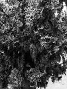 P1040804_95.jpg (2917159 bytes)