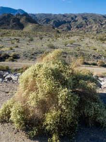 P1190384_80.jpg (2233862 bytes)