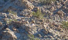 P1250467.JPG (415102 bytes)