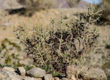 P1270512_80.jpg (972353 bytes)