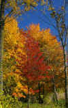 fall colors 1.jpg (313820 bytes)