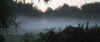misty swamp 1.jpg (46124 bytes)