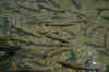 hatchery 2.jpg (174579 bytes)