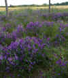 vetch 1.jpg (258364 bytes)