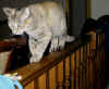 abby on the railing 2.jpg (103224 bytes)