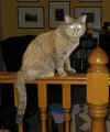 abby on the railing.jpg (88700 bytes)