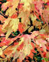 fall leaves 3.jpg (137903 bytes)
