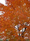 fall leaves 7.jpg (162519 bytes)