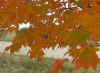 fall leaves 8.jpg (114550 bytes)