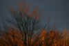 sunset light 1.jpg (179208 bytes)