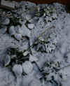 Oct 10 Snow 3.JPG (159391 bytes)