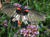 butterflies 12.jpg (122336 bytes)