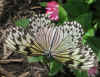 butterflies 1.jpg (124077 bytes)