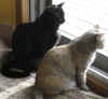 cats 1.jpg (94678 bytes)