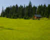 green grass cabin.jpg (166644 bytes)
