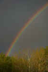 rainbow left.jpg (153014 bytes)