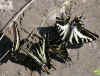 swallowtails.jpg (160462 bytes)
