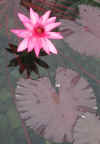 water lilies 2.jpg (76995 bytes)