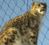 zoo 5 snow leopard.jpg (101206 bytes)
