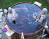 2nd soak 1.jpg (82835 bytes)