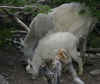 mama goat 1.jpg (194021 bytes)