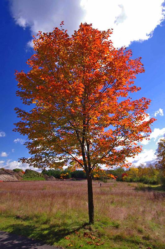 Fall_Color_Tamarack_12.JPG