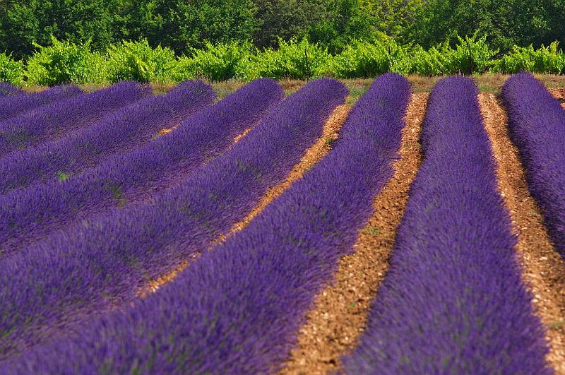 Lavender_1.JPG