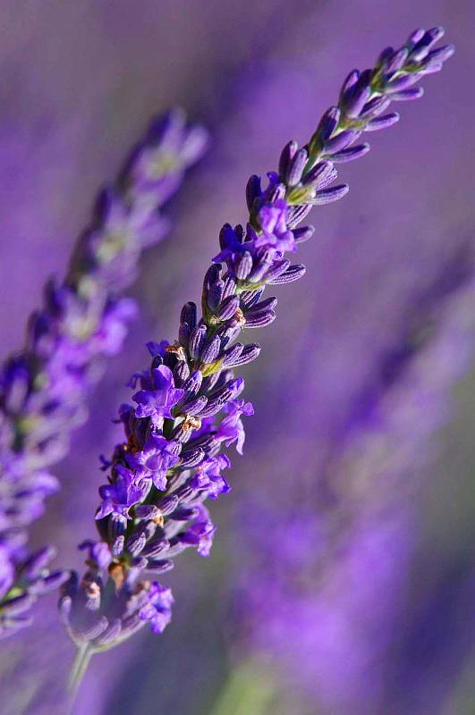 Lavender_2.JPG