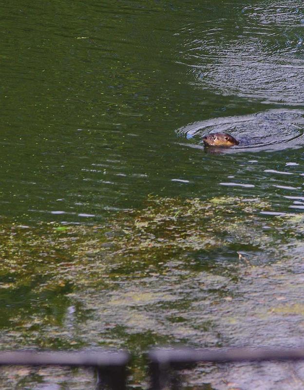 Otter2.JPG