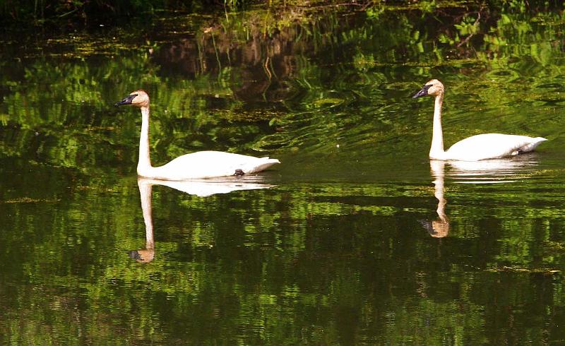 Swans.JPG